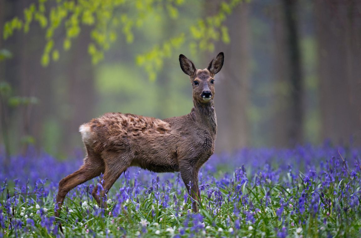 Belgium-Halle-Hallerbos-BNB-Cabin-Cottage-Deer in flowers
