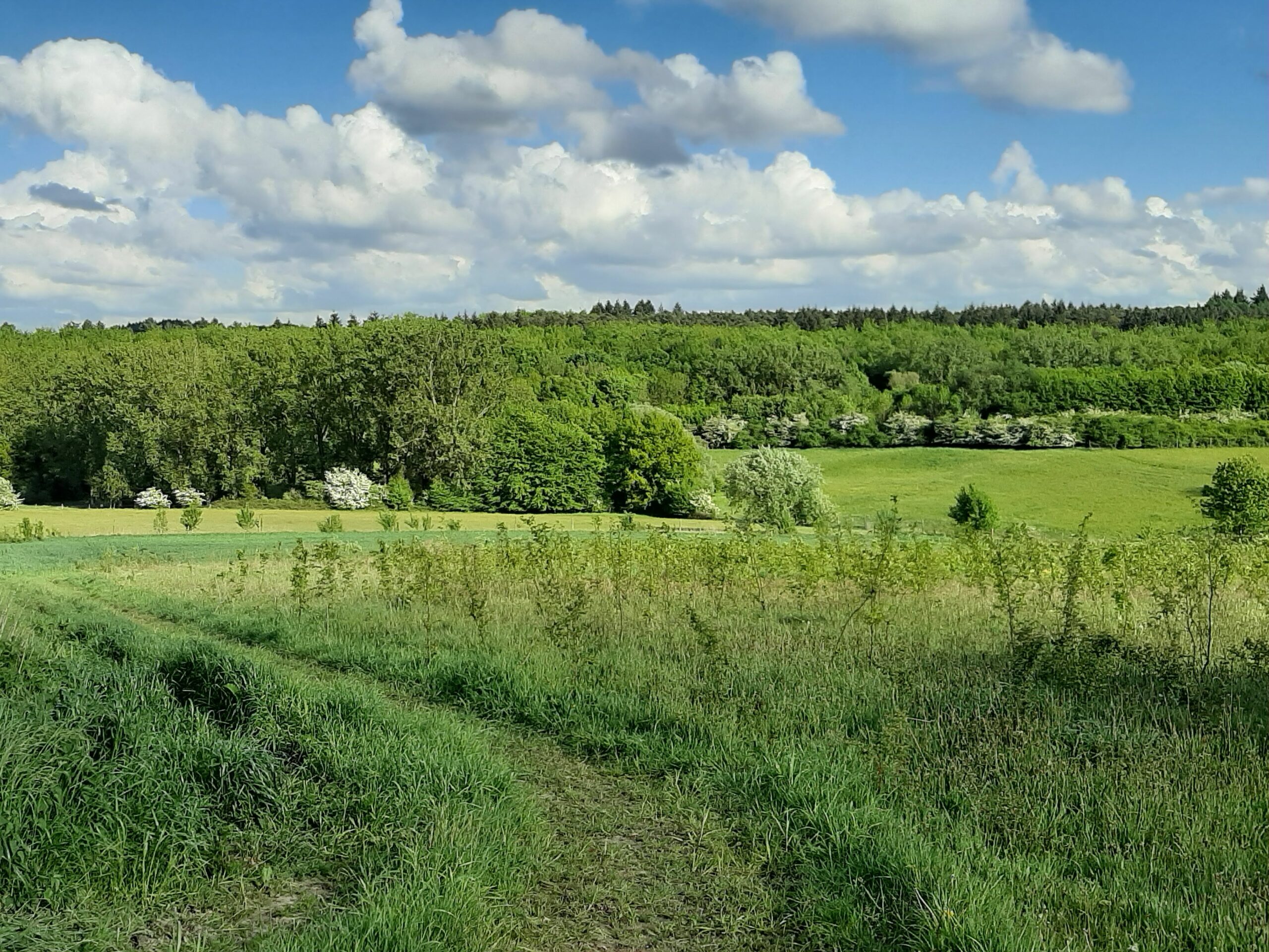 Belgium-Halle-Hallerbos-BNB-Cabin-Cottage-Spring Valley